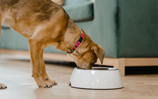 What Vitamins and Minerals Does Your Dog Really Need?