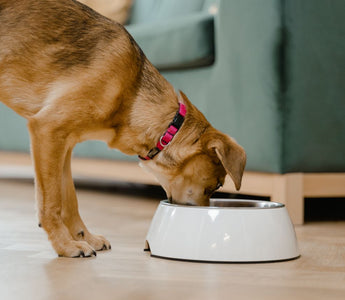 What Vitamins and Minerals Does Your Dog Really Need?