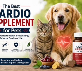 Best Cardio Supplement for Pets