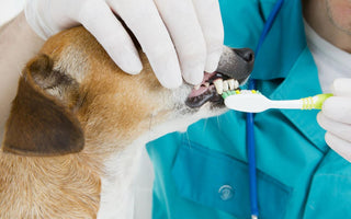 What Is Lactoferrin for Dogs? Understanding Its Role in Oral Care