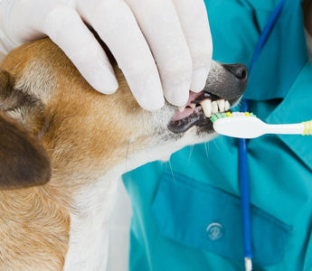 What Is Lactoferrin for Dogs? Understanding Its Role in Oral Care