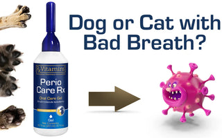 The Power of Perio Care Rx: Advanced Oral Health Support for Pets