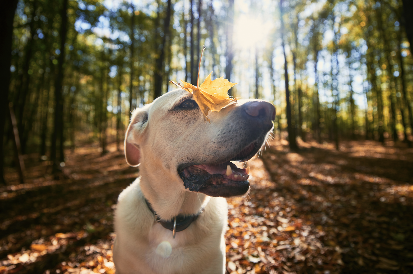 Understanding and Managing Fall Allergies in Dogs – RX Vitamins