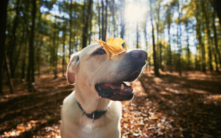 Understanding and Managing Fall Allergies in Dogs