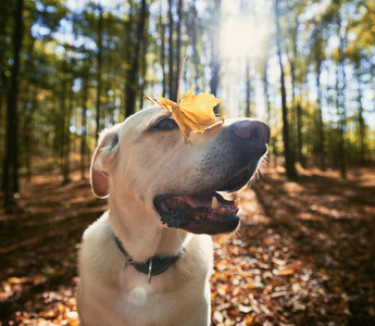 Understanding and Managing Fall Allergies in Dogs