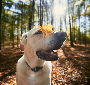 Understanding and Managing Fall Allergies in Dogs