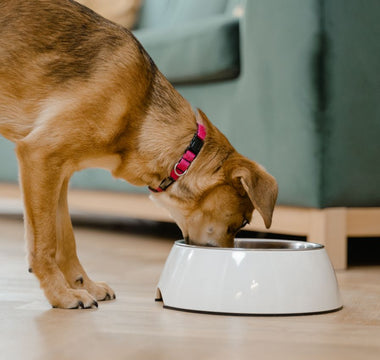 What Vitamins and Minerals Does Your Dog Really Need?
