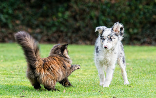The Sunshine Vitamin: A Guide to Vitamin D3 for Cats and Dogs