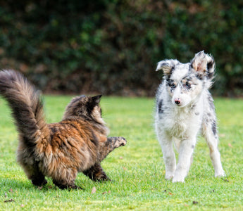 The Sunshine Vitamin: A Guide to Vitamin D3 for Cats and Dogs