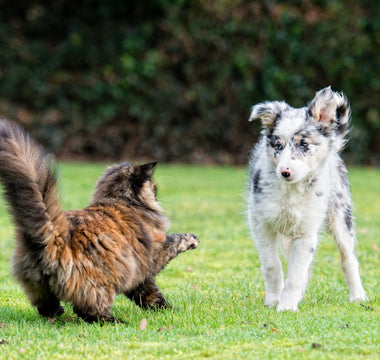 The Sunshine Vitamin: A Guide to Vitamin D3 for Cats and Dogs