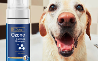 The Therapeutic Role of Ozone in Companion Animal Dermatology