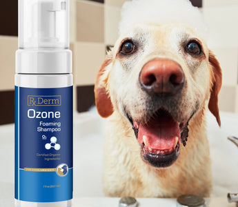 The Therapeutic Role of Ozone in Companion Animal Dermatology