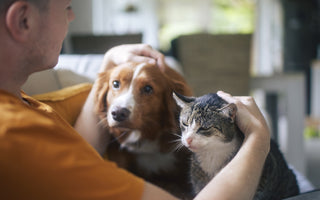 Summer 2025: Common Stressors for Pets & How Rx Vitamins Can Help