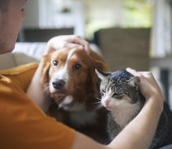 Summer 2025: Common Stressors for Pets & How Rx Vitamins Can Help