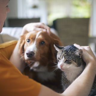 Summer 2025: Common Stressors for Pets & How Rx Vitamins Can Help