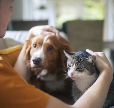 Summer 2025: Common Stressors for Pets & How Rx Vitamins Can Help