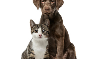 Don’t Buy Pet CBD Until You Read This: Why COAs Are Non-Negotiable for Your Pet’s Safety