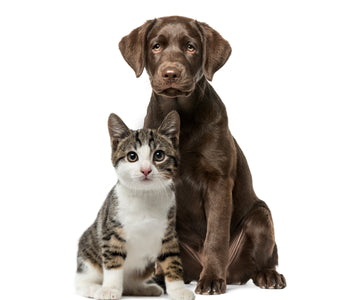 Don’t Buy Pet CBD Until You Read This: Why COAs Are Non-Negotiable for Your Pet’s Safety