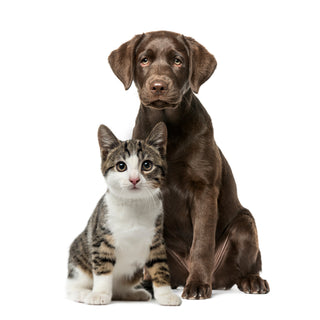 Don’t Buy Pet CBD Until You Read This: Why COAs Are Non-Negotiable for Your Pet’s Safety