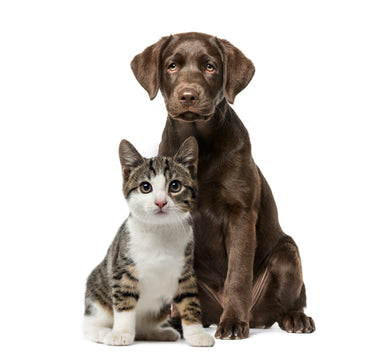 Don’t Buy Pet CBD Until You Read This: Why COAs Are Non-Negotiable for Your Pet’s Safety