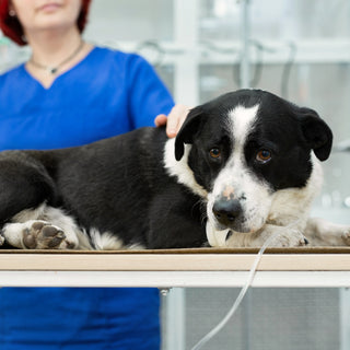 Poison Recovery and Testing With Rx Vitamins