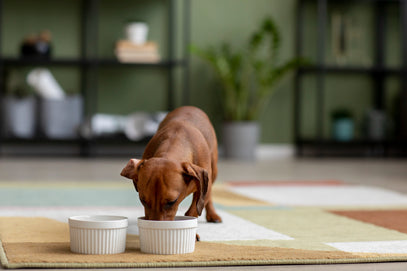 Dog eating food