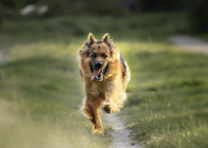 runnning dog