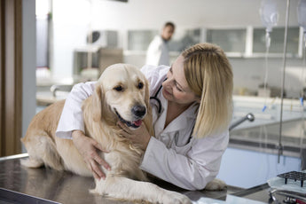 Veterinarian examining a dog in a clinic