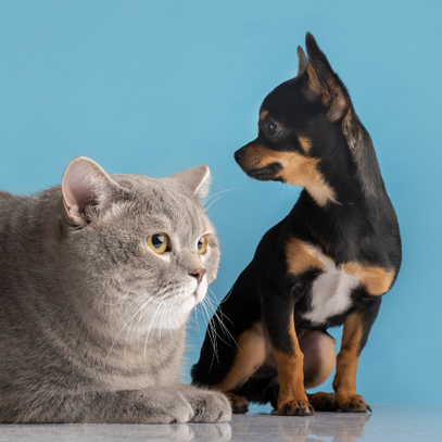 Cat and dog sit