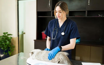 Veterinarian examining a cat on a table in a clinic.