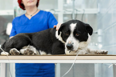 Dog on a examination table with a veterinarian