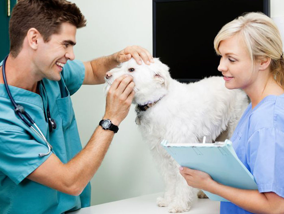 Veterinarian and Vet Tech in exam room with dog